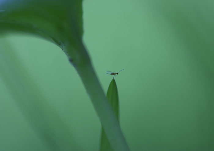 photo "To be lost in a huge wood" tags: macro and close-up, genre, 