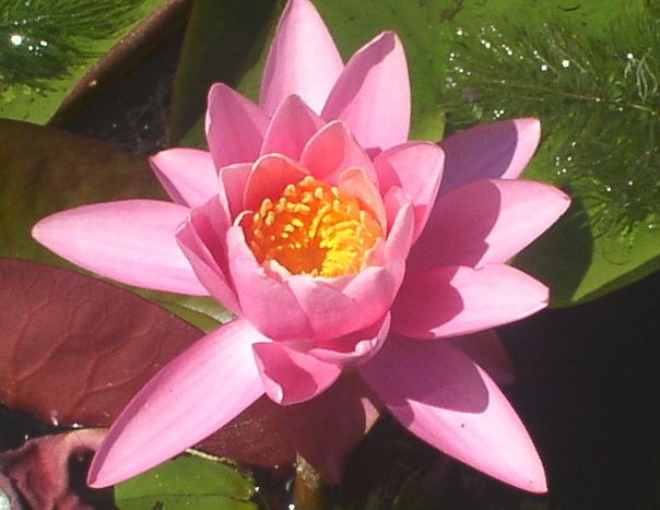 photo "Water Lily" tags: nature, flowers