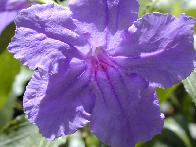 photo "Full Bloom" tags: nature, macro and close-up, flowers