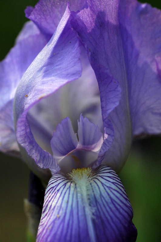 photo "Opening Up" tags: nature, macro and close-up, flowers