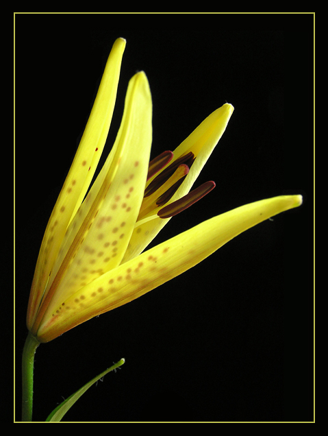 photo "Lily" tags: nature, macro and close-up, flowers