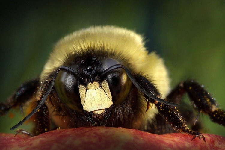 фото "Bumble bee" метки: макро и крупный план, 
