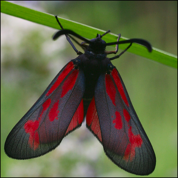 photo "Zygaena ephialtes L." tags: nature, insect