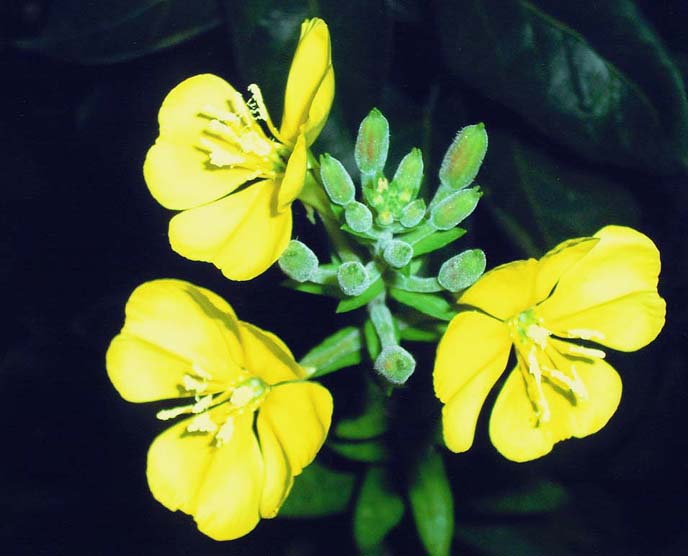 photo "" Evening Primrose "" tags: macro and close-up, nature, flowers