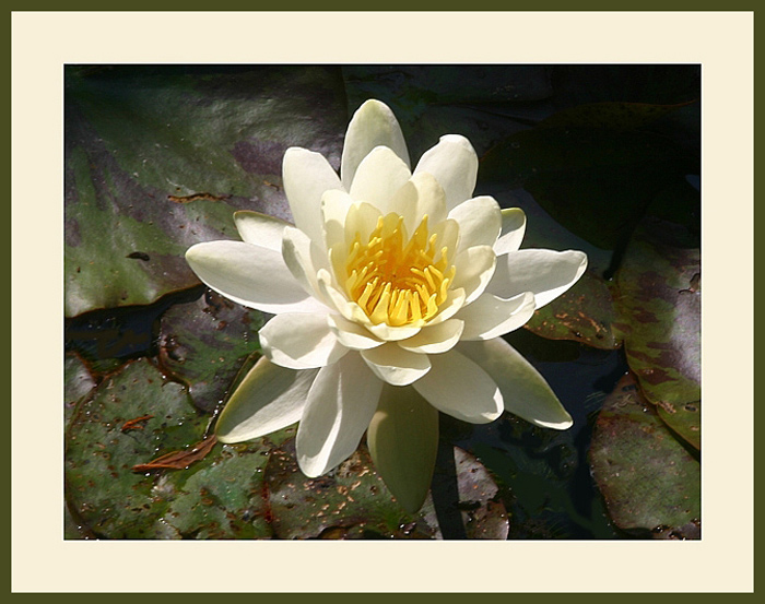 photo "Gorgeous lily" tags: nature, flowers