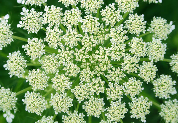 photo "***" tags: nature, macro and close-up, flowers