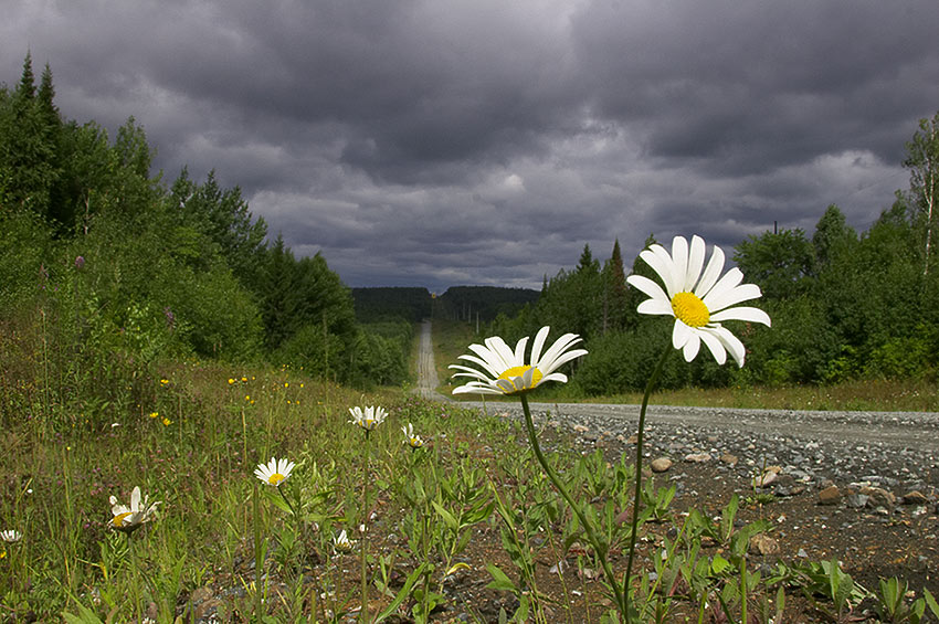 photo "stormy summer" tags: landscape, forest, summer