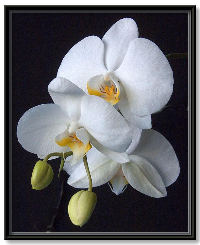 photo "moth orchid" tags: nature, flowers