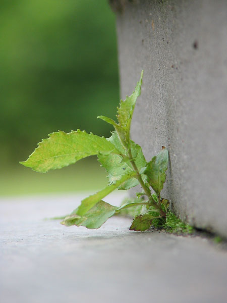 photo "Life is life" tags: nature, genre, flowers