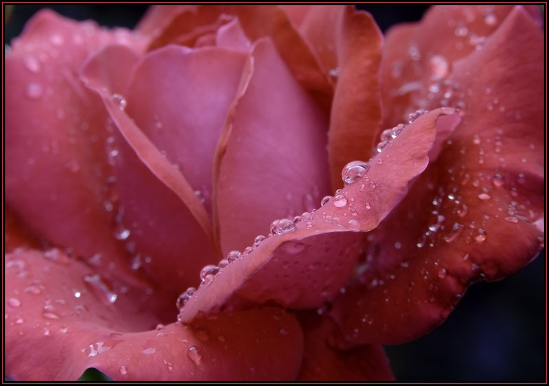 photo "***" tags: nature, flowers