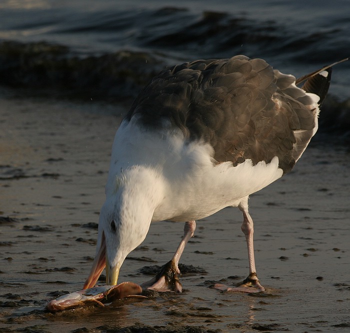 photo "I am eating" tags: nature, wild animals