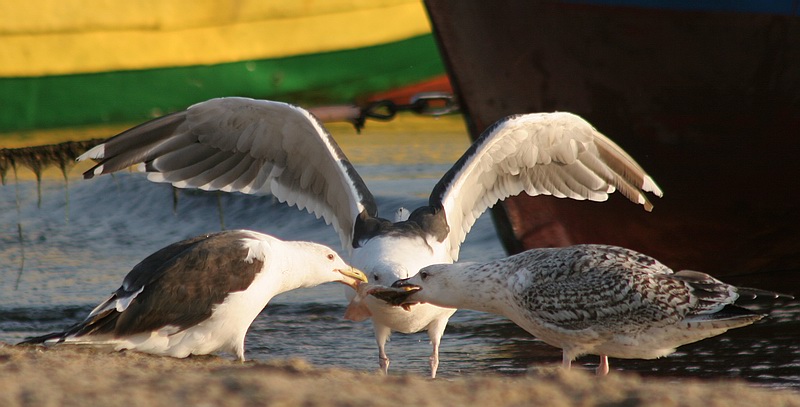 photo "Fight" tags: nature, wild animals