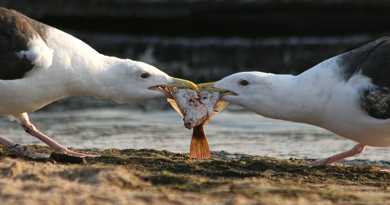 photo "Give it BACK!!!" tags: nature, wild animals