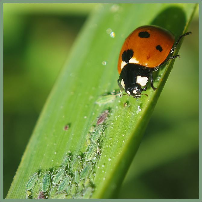 photo "~Ladybird and it's Pray~" tags: macro and close-up, nature, insect