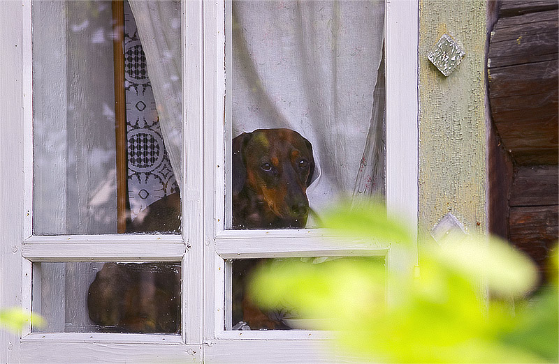 photo "I shall wait for you..." tags: nature, genre, pets/farm animals