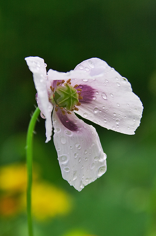 photo "Last try nor to dry" tags: nature, macro and close-up, flowers