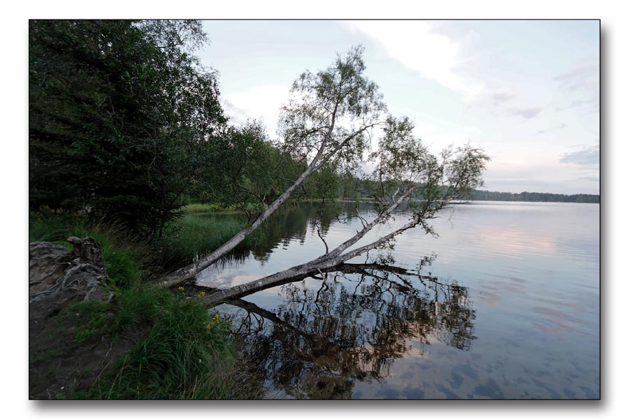 photo "Wet feets" tags: landscape, forest, water