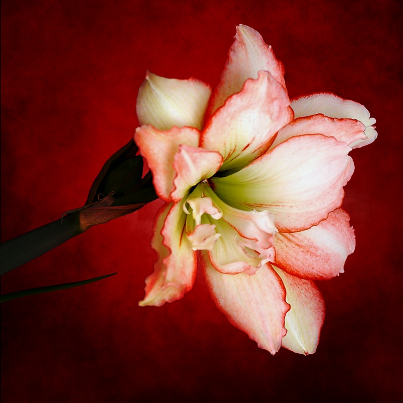 photo "Amaryllis #2" tags: nature, macro and close-up, flowers