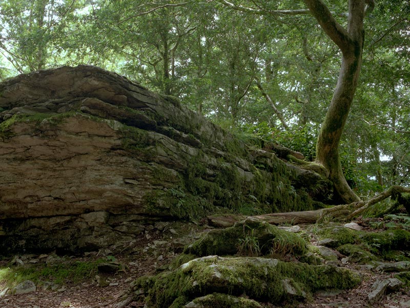 фото "Колхидский лес #2" метки: пейзаж, горы