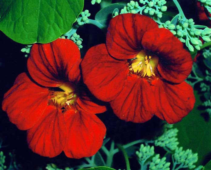 фото "" Scarlet Emperor "" метки: природа, макро и крупный план, цветы