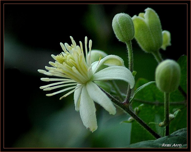 фото "white and soft" метки: природа, макро и крупный план, цветы