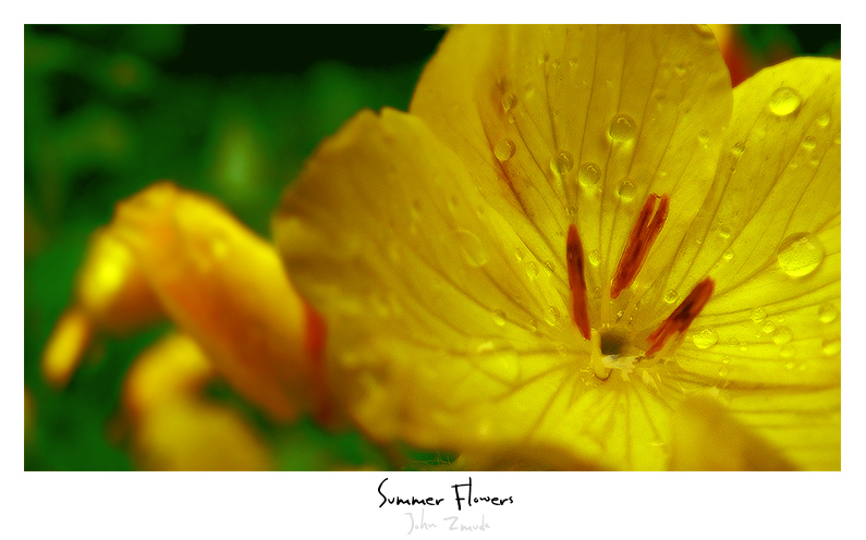 photo "Summer flowers" tags: nature, landscape, flowers, summer