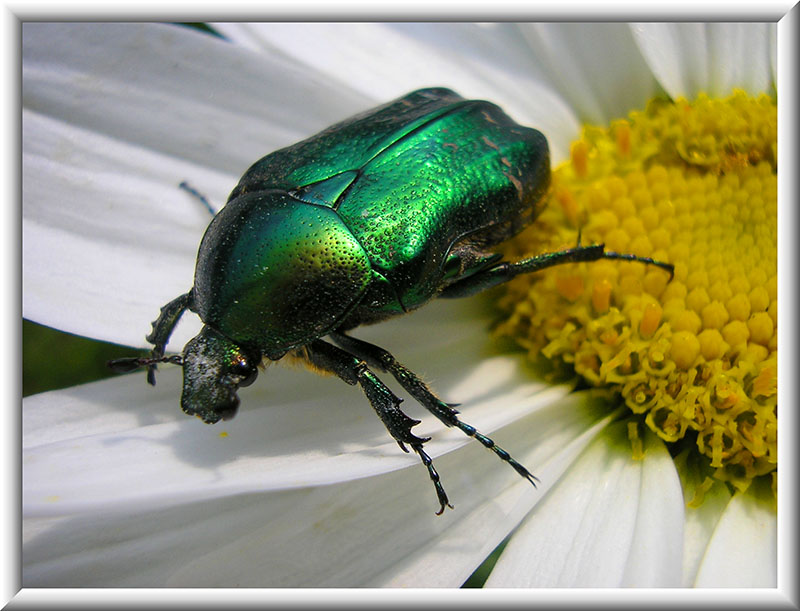 photo "***" tags: nature, macro and close-up, insect