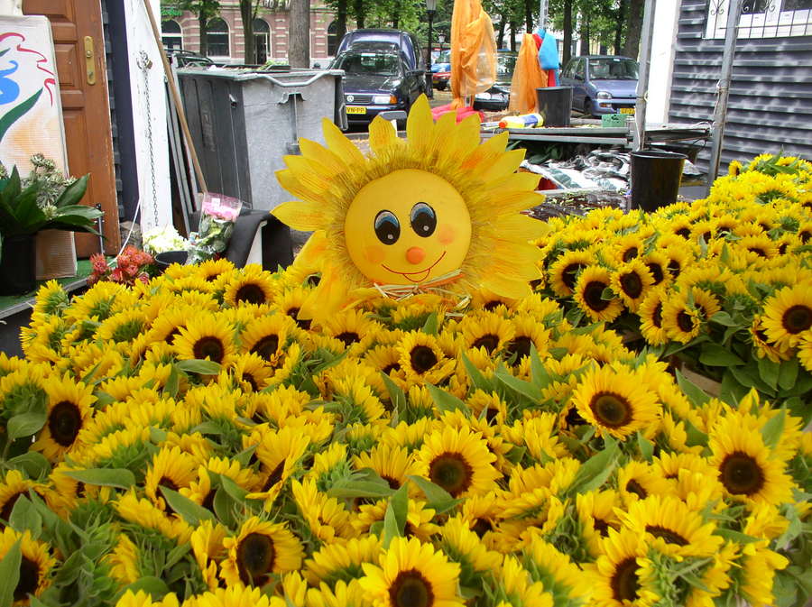 photo "Smiling Sunflowers" tags: travel, humor, Europe