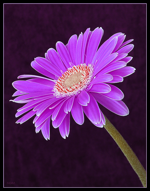 фото "Gerbera" метки: природа, цветы
