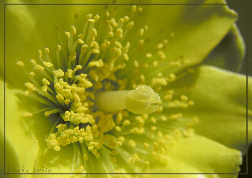 photo "***" tags: macro and close-up, 
