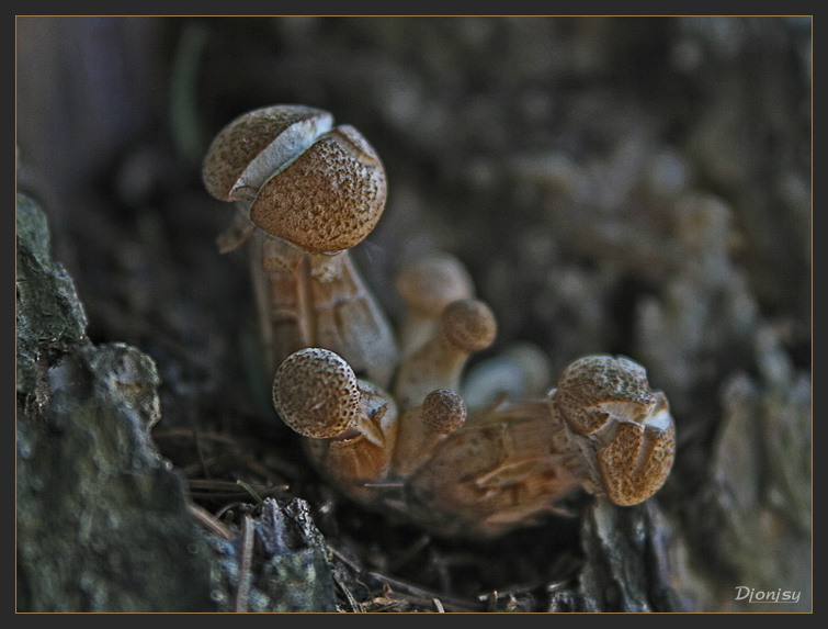 photo "Mushrooms" tags: nature, flowers