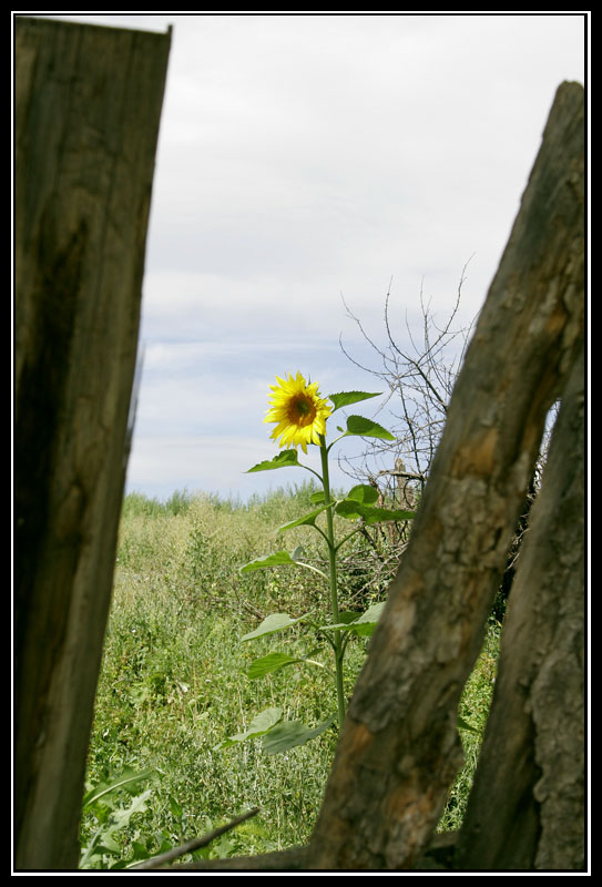 фото "Одиночество..." метки: природа, цветы