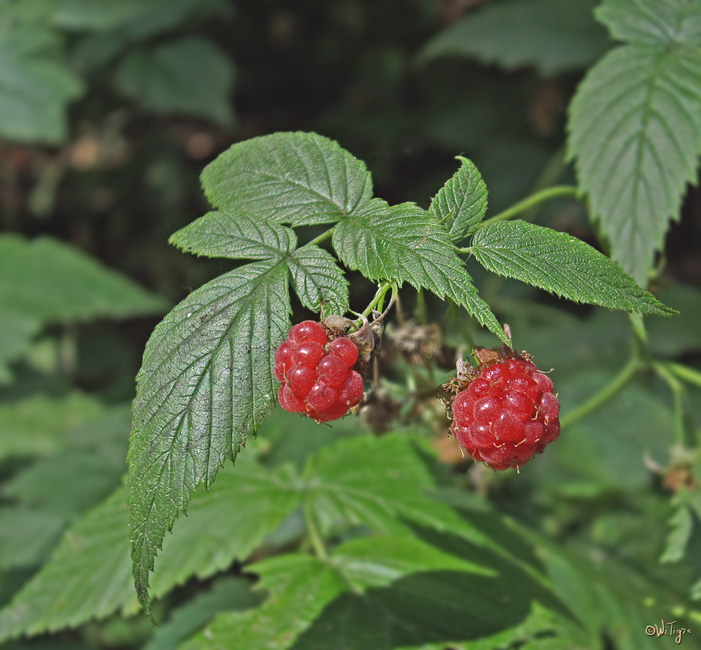 photo "Berries, with which I have had a snack" tags: nature, macro and close-up, flowers