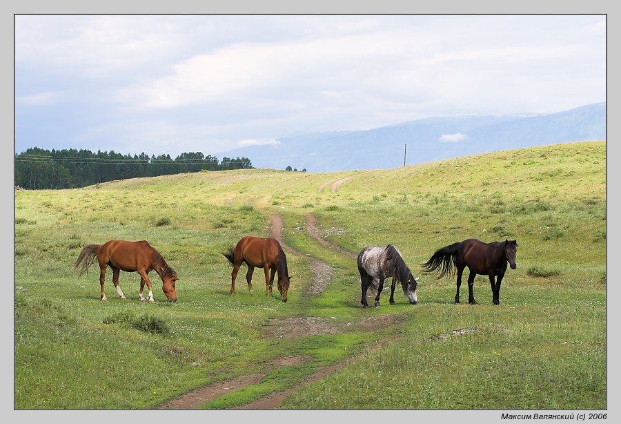 photo "Four horses" tags: travel, landscape, Europe, summer