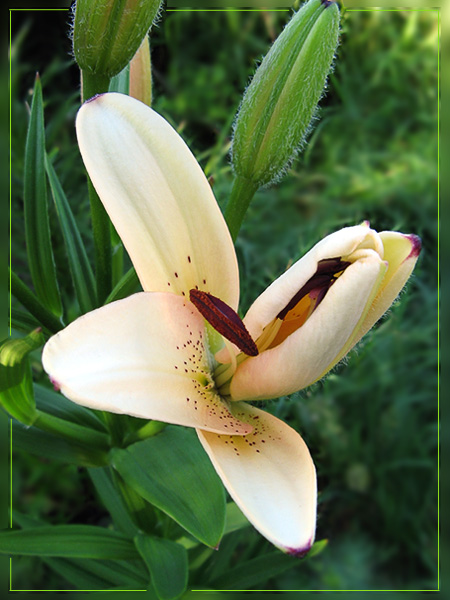 photo "Awakening 3" tags: nature, flowers