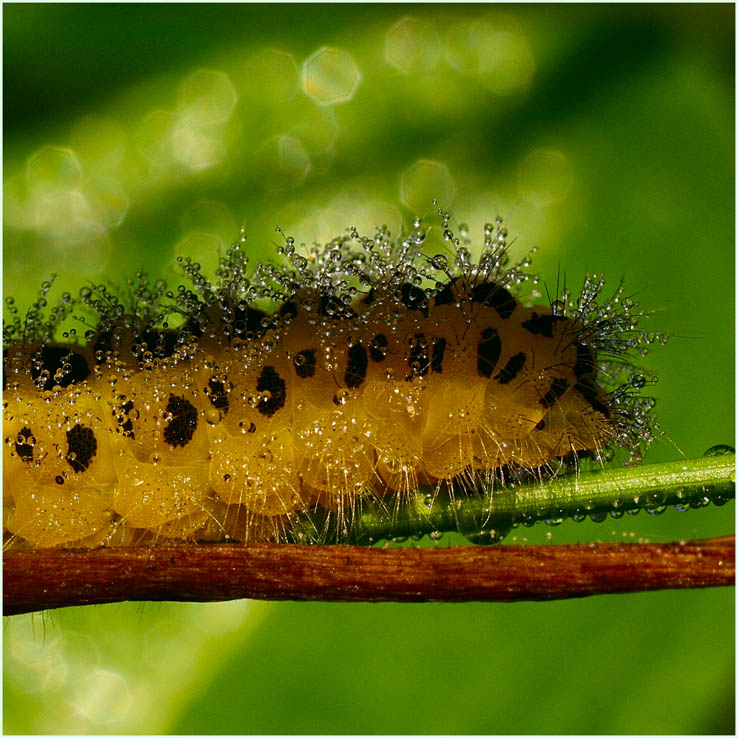 photo "Larva" tags: nature, insect