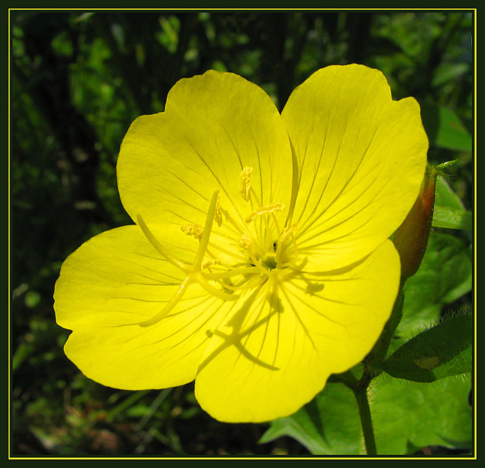 photo "Solar mood" tags: nature, macro and close-up, flowers