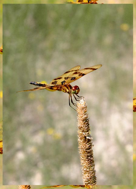 photo "***" tags: nature, insect