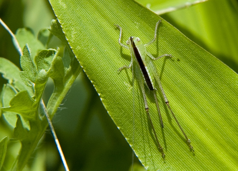 photo "Color of the season? Green!" tags: nature, macro and close-up, insect