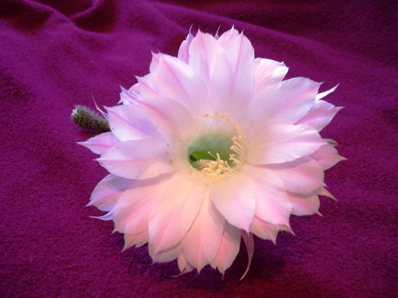фото "Цветок кактуса" метки: макро и крупный план, природа, цветы