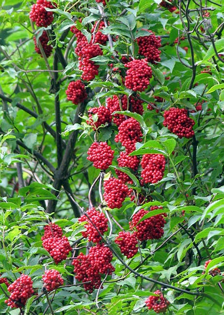 photo "Elder?" tags: nature, flowers