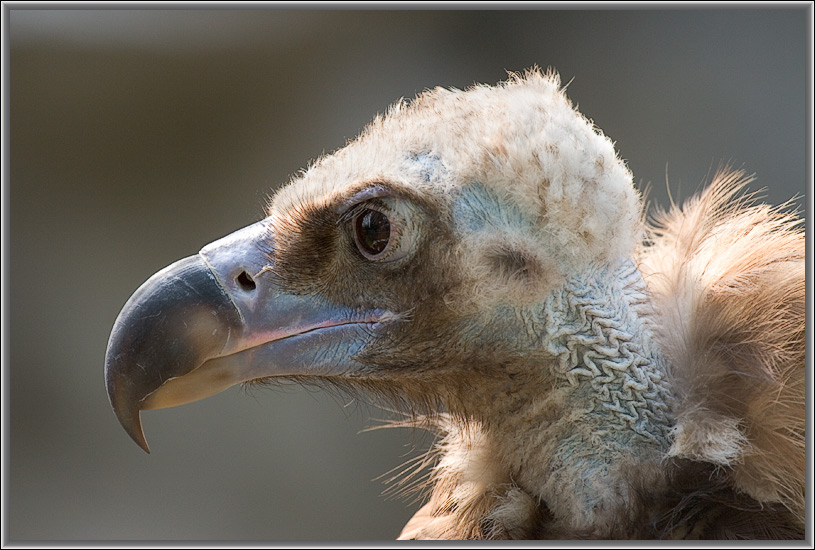photo "Hypnotic sight." tags: nature, wild animals
