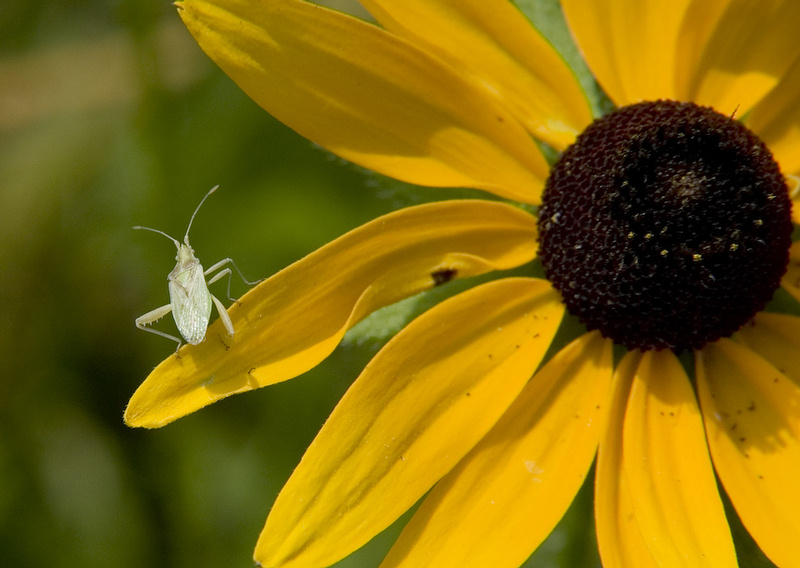 фото "Take one, that's all you get!" метки: природа, макро и крупный план, насекомое