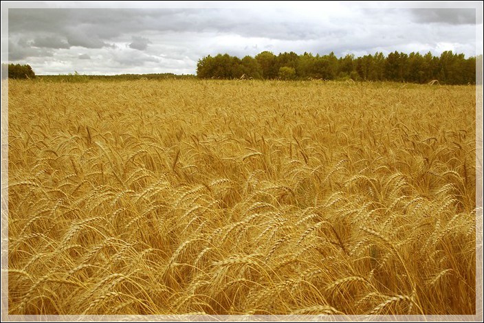 photo "Gold field" tags: landscape, 