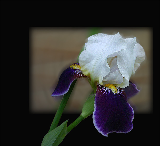 photo "Iris" tags: nature, macro and close-up, flowers