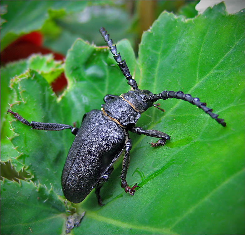 photo "***" tags: macro and close-up, nature, insect