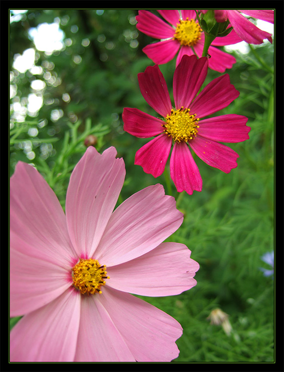 photo "Diagonally Composition" tags: nature, macro and close-up, flowers