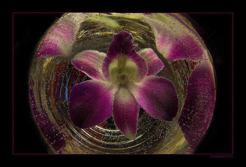 photo "Pearls... (II)" tags: macro and close-up, nature, flowers