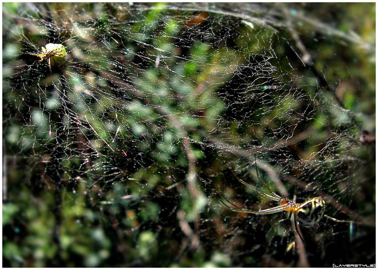 photo "***" tags: macro and close-up, nature, insect