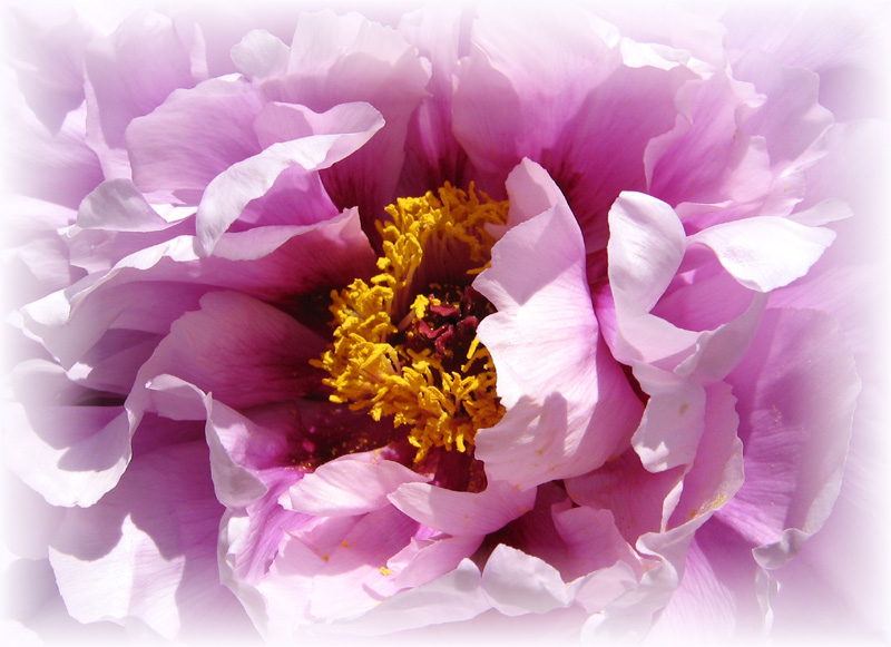 photo "***" tags: nature, flowers